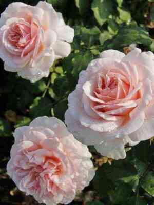 Роберто Капуччи (Roberto Capucci)