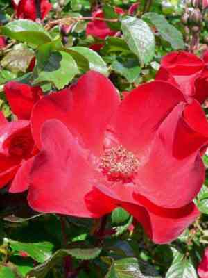 robusta.jpg Робуста (Robusta)