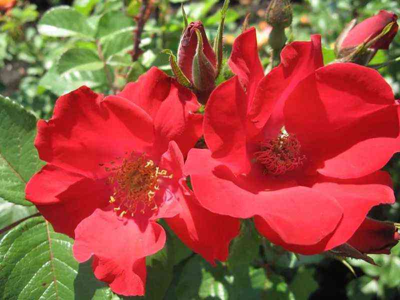 robusta1.jpg Робуста (Robusta)