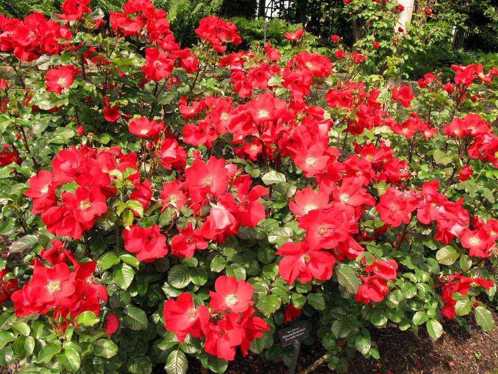 robusta2.jpg Робуста (Robusta)