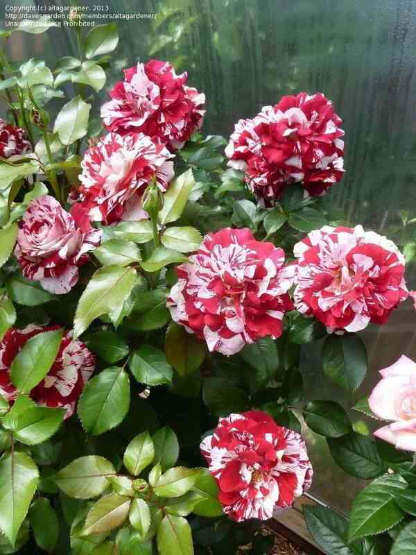 rok-end-roll-rock-roll_optimized.jpg Рок энд Ролл (Rock & Roll)