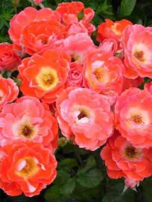 rok-n-roll-rock-n-roll.jpg Рок-Н-Ролл (Rock 'N' Roll)