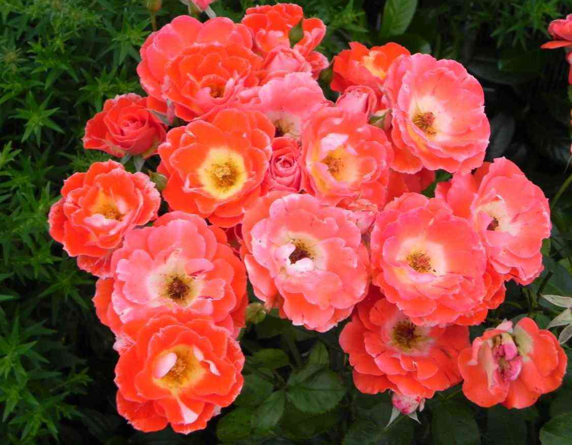 rok-n-roll-rock-n-roll.jpg Рок-Н-Ролл (Rock 'N' Roll)