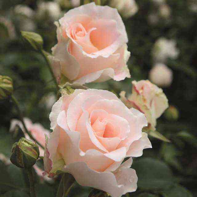 Рококо (Rokoko)