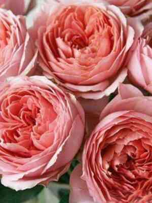 romantikantik_romanticantik_optimized.jpg Романтик Антик (Romantic Antik)