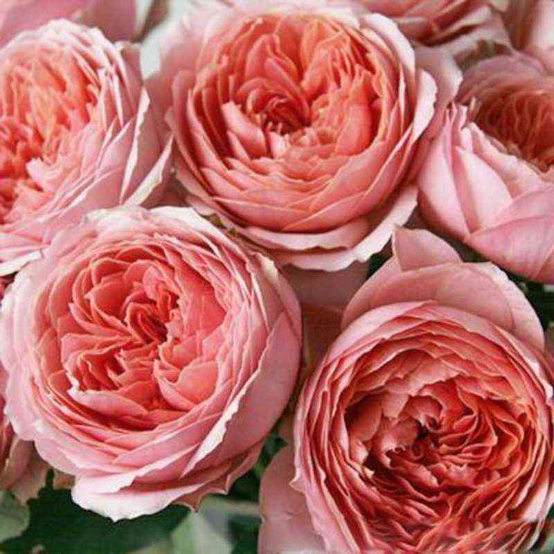 romantikantik_romanticantik_optimized.jpg Романтик Антик (Romantic Antik)