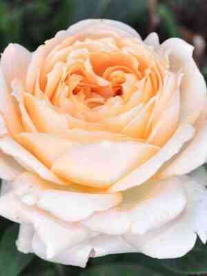 romantikkrem_romanticcream_optimized.jpg Романтик Крем (Romantic Cream)