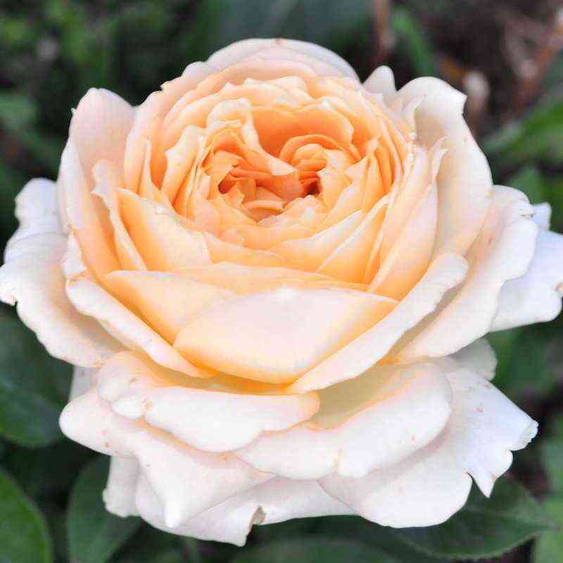 Романтик Крем (Romantic Cream)