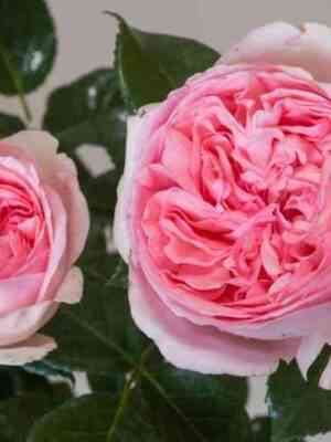 rosa-voyage-144122-cm-03_origin_img.jpg Вояж (Voyage)