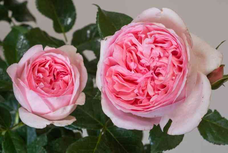 rosa-voyage-144122-cm-03_origin_img.jpg Вояж (Voyage)