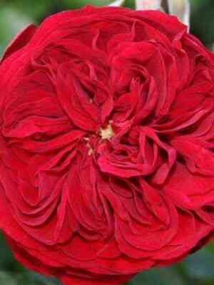 Красная шапочка/Роткэппхен (Rotkappchen)