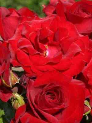 roter-drahe.jpg Ротер Драхе (Roter Drache)