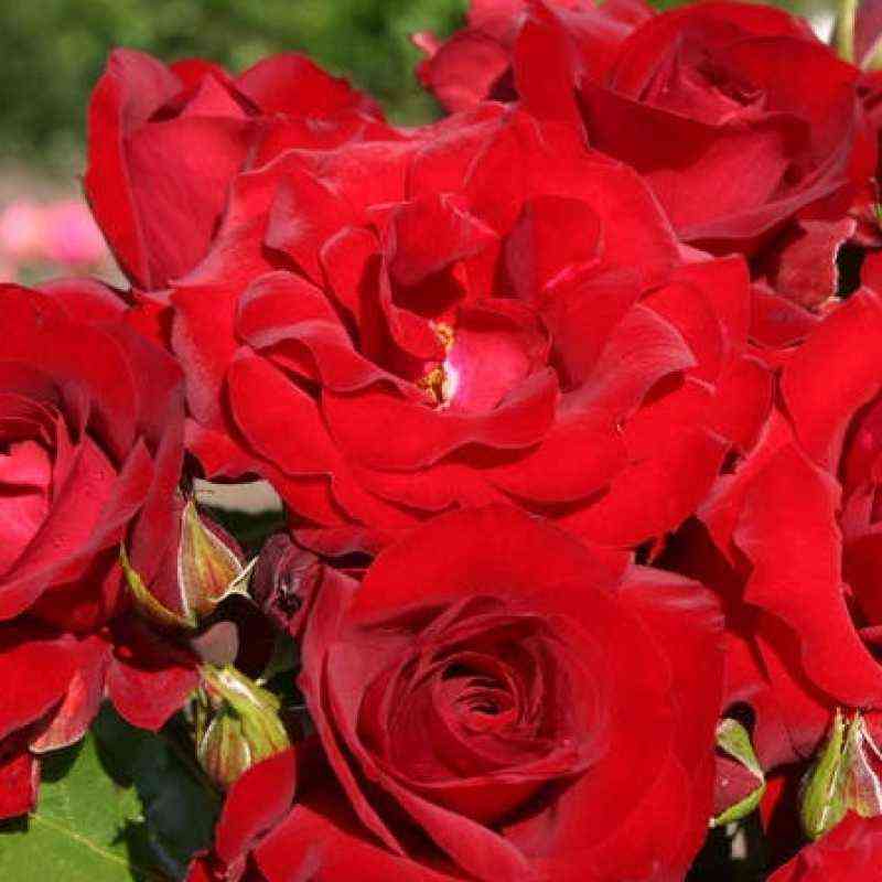 Ротер Драхе (Roter Drache)