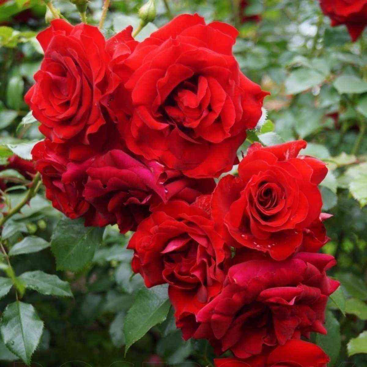 Ротер Драхе (Roter Drache)