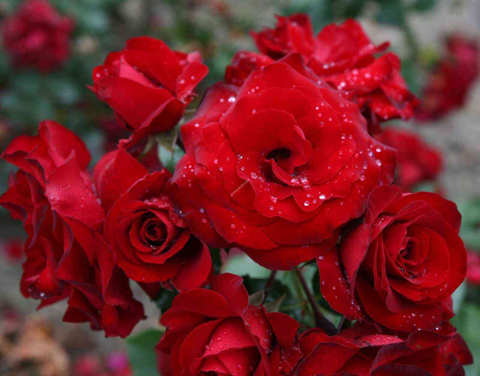 Ротер Драхе (Roter Drache)