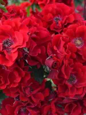 roter-korsar.jpg Ротер Корсар (Roter Korsar)