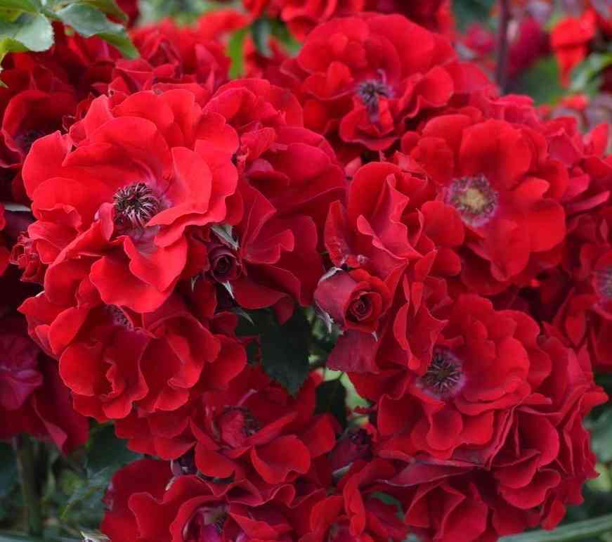 Ротер Корсар (Roter Korsar)