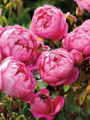 royal-dzhubili-royal-jubilee_optimized.jpg Роял Джубили (Royal Jubilee)