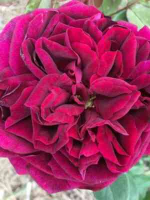 royal_palas.jpg Роял Палас (Royal Palace)