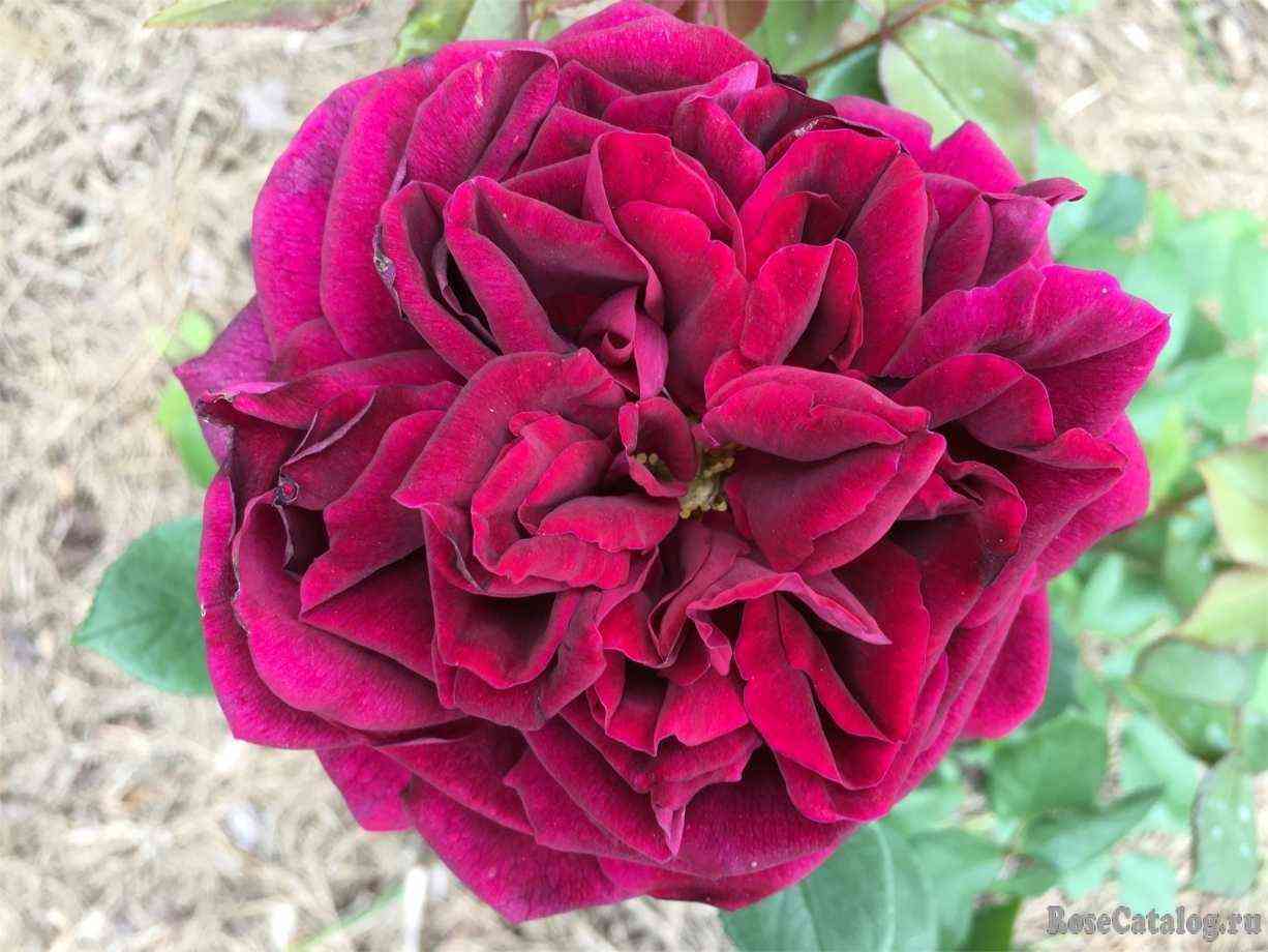 Роял Палас (Royal Palace)