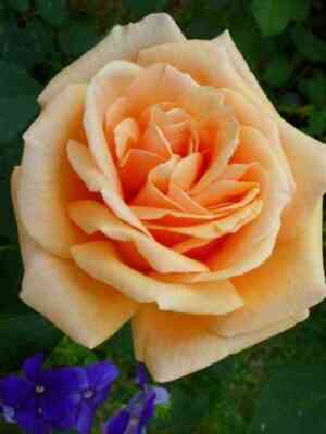 Роял Паркс (Royal Parks)