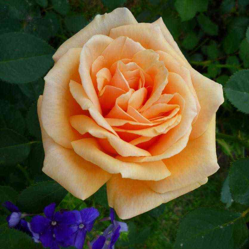 Роял Паркс (Royal Parks)