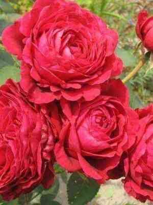 roz_de_katrovant.jpg Роза четырёх ветров (Rosedes 4 Vents)