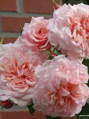 roz_de_tolbiak.jpg Роз Де Толбиак (Rose De Tolbiac)