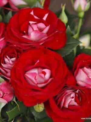 roz_der_anhajt.jpg Роз Дер Анхайт (Rose der Einheit)