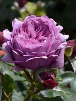 roz_tel_ma.jpg Роз Тельма (Rose Thelma)