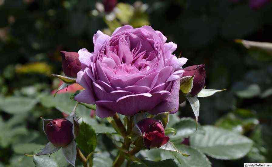 roz_tel_ma.jpg Роз Тельма (Rose Thelma)