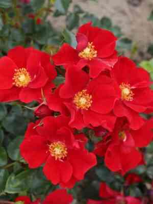 roza-aleksandr-fon-gumboldt.jpg Александр фон Гумбольдт (Aleksander von Humboldt)