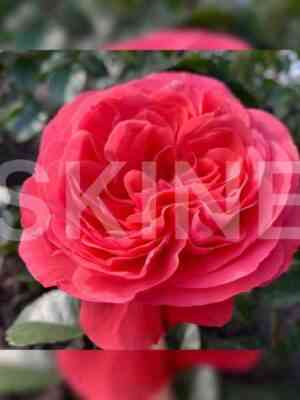 rozanna_rosanna.jpg Розанна (Rosanna)