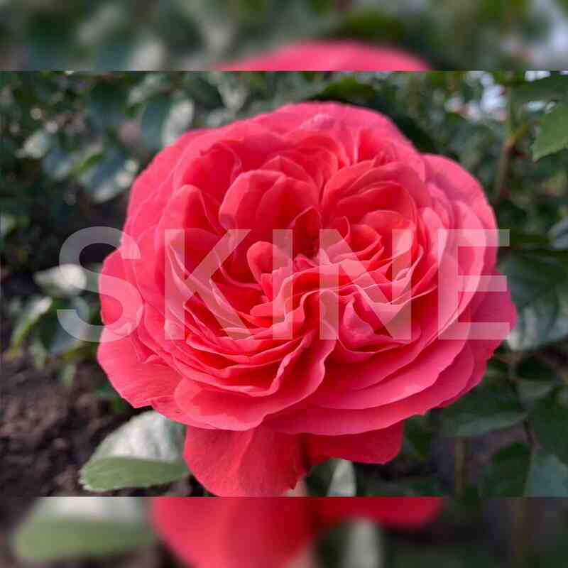 Розанна (Rosanna)