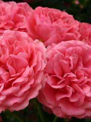 rozarium_yutersen.jpg Розариум Ютерсен (Rosarium Uetersen)