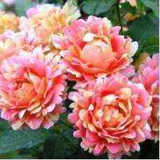 rozdesisters_en_rosedescisterciens_optimized.jpg Роз де Систерсьен (Rose des Cisterciens)