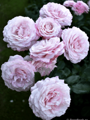 rozenfasczinaczion-rosenfaszination.png Розенфасцинацион (Rosenfaszination)