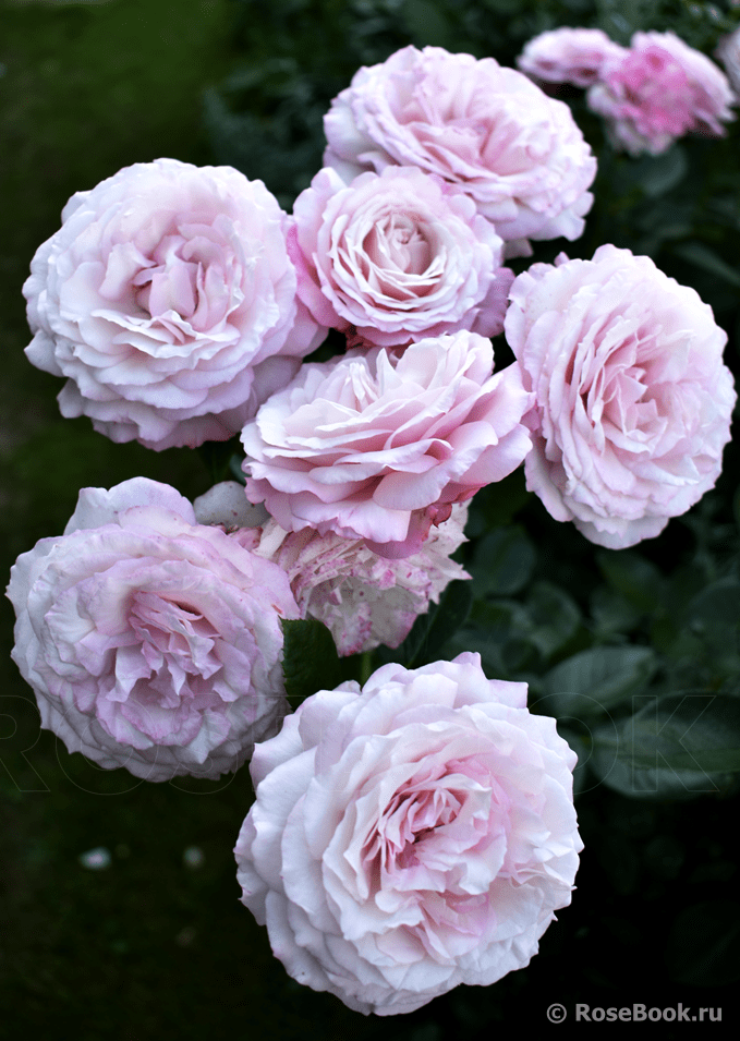 Розенфасцинацион (Rosenfaszination)