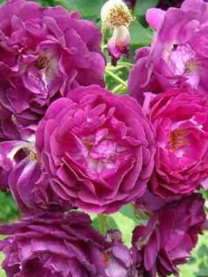 rozengarten-czvajbryuken-rosengarten-zweibrucken_optimized.jpg Розенгартен Цвайбрюкен (Rosengarten Zweibrucken)