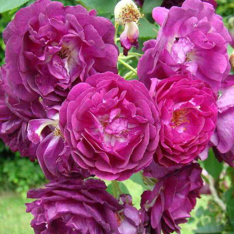 rozengarten-czvajbryuken-rosengarten-zweibrucken_optimized.jpg Розенгартен Цвайбрюкен (Rosengarten Zweibrucken)