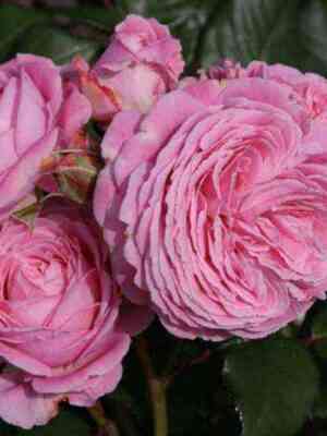 rozengrafin-marija-genrieta.jpg Розенграфин Мария Генриетта (Rosengräfin Marie Henriette)