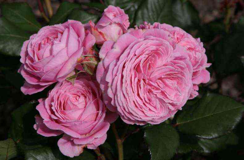 rozengrafin-marija-genrieta.jpg Розенграфин Мария Генриетта (Rosengräfin Marie Henriette)