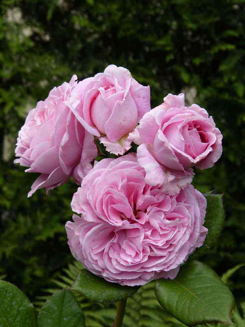 rozengrafin-marija-genrieta1.jpg Розенграфин Мария Генриетта (Rosengräfin Marie Henriette)