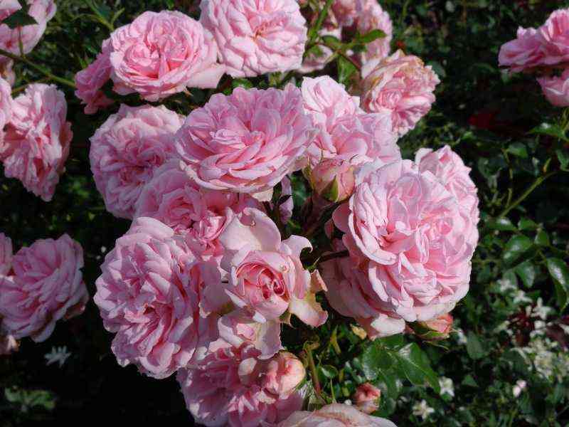 rozengrafin-marija-genrieta2.jpg Розенграфин Мария Генриетта (Rosengräfin Marie Henriette)