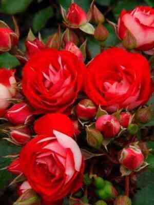 rozigelandrostaj_rosigelanddrostei_optimized.jpg Розиге Ландростай (Rosige Landdrostei)