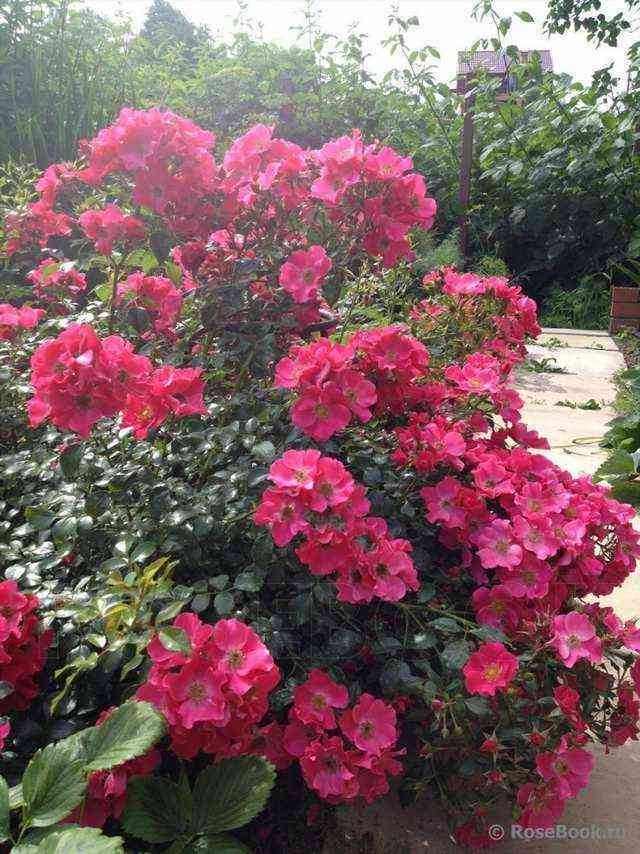 rozita.jpg Розита (Rosita)