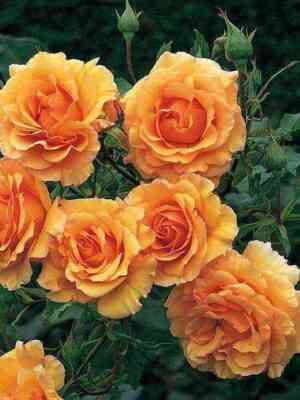 Розмари Харкнесс (Rosemary Harkness)