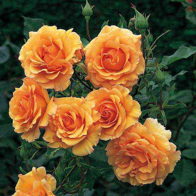 Розмари Харкнесс (Rosemary Harkness)