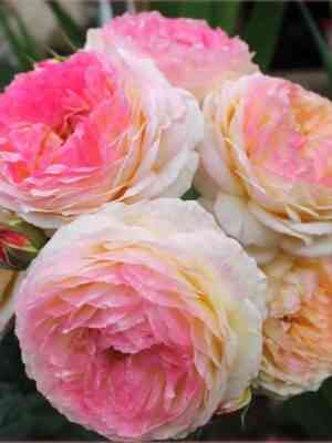 rozoman-zhanon.jpg Розоман Жанон (Rosomane Janon)