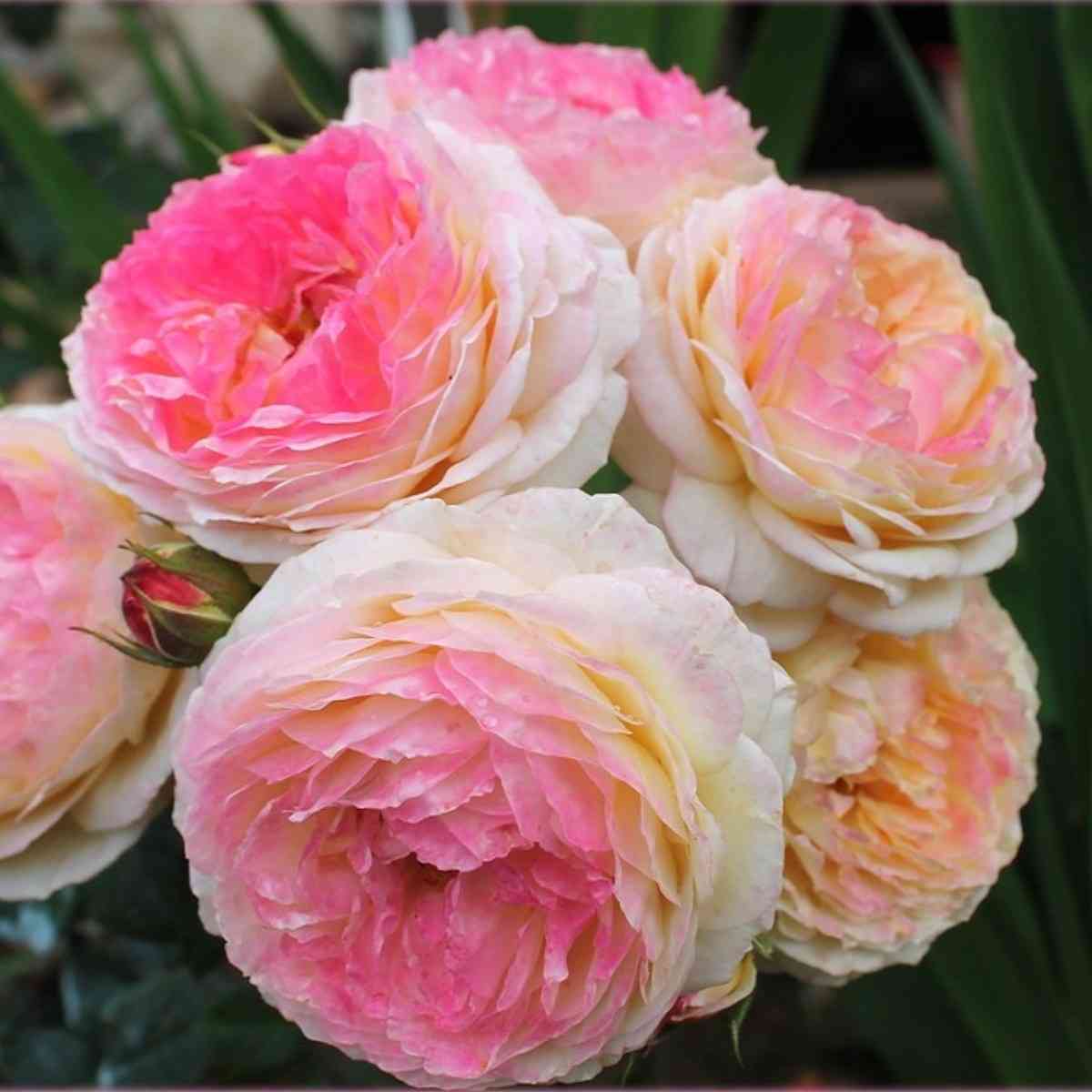 rozoman-zhanon.jpg Розоман Жанон (Rosomane Janon)